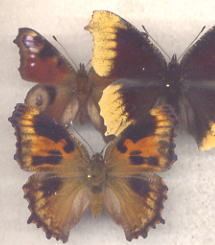 Nymphalis asst nice aberrations (Internet Image property of respective owner, non-commercial use only)
